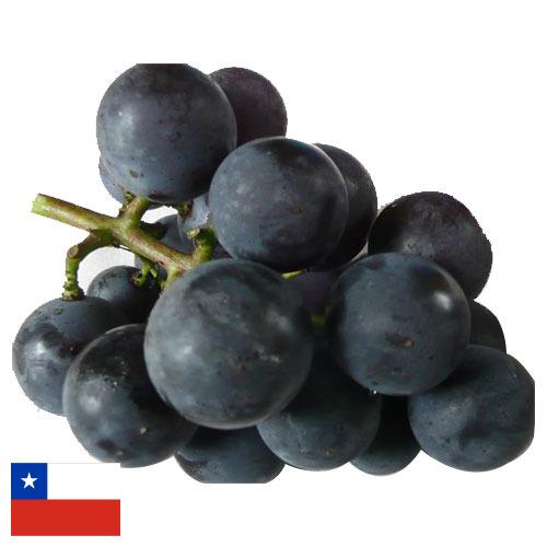 виноград столовый из Чили