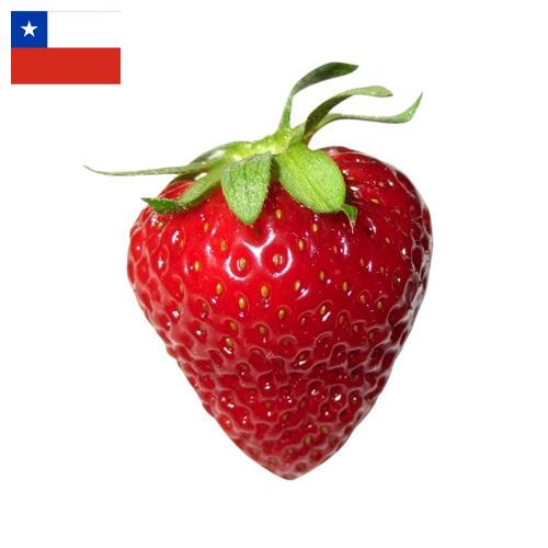 Земляника из Чили