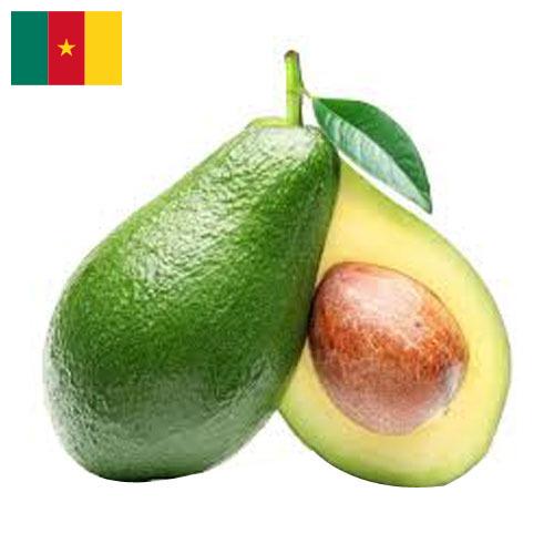 Авокадо из Камеруна