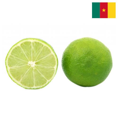 лайм из Камеруна