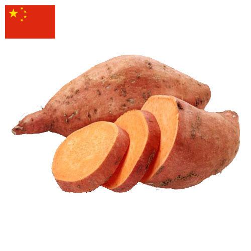 батат из Китая