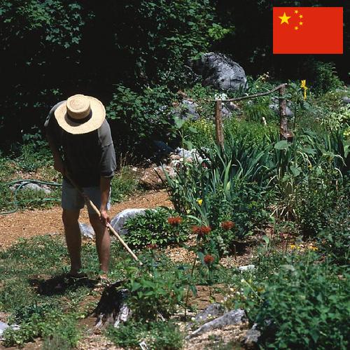 Цветы садовые из Китая