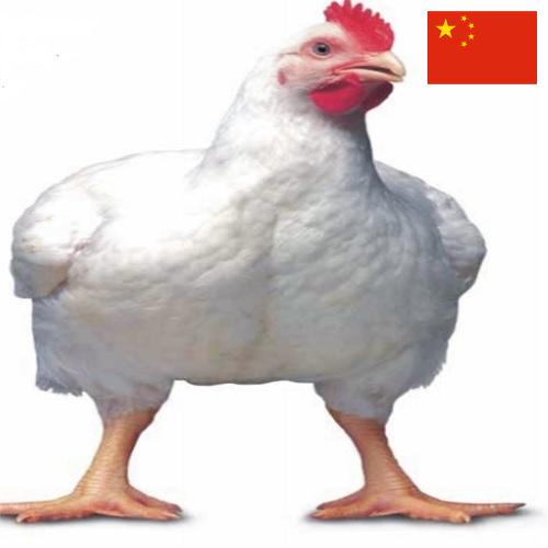 Цыплята-бройлеры из Китая