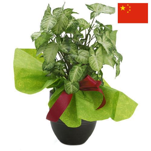 Декоративные растения из Китая