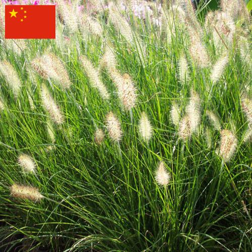 Декоративные травы из Китая