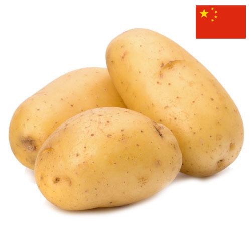 картошка из Китая