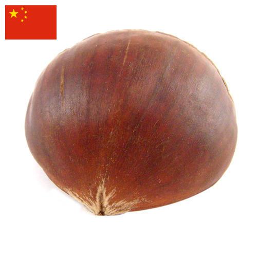 Каштан из Китая