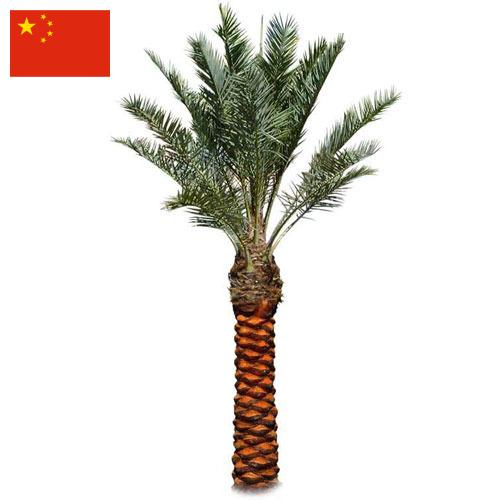 Пальмы из Китая