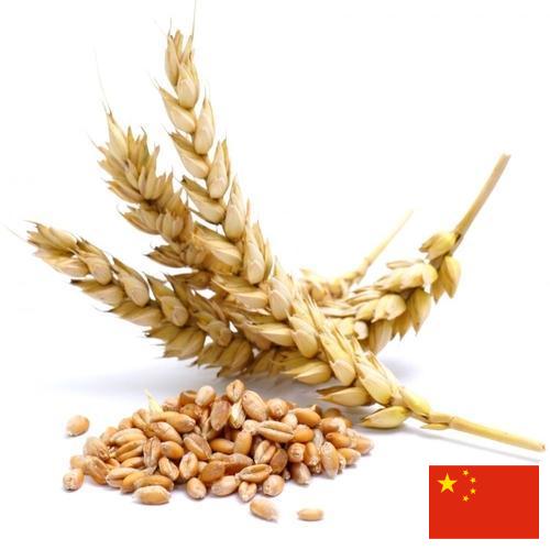 Пшеница из Китая
