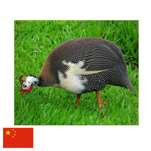 птица из Китая