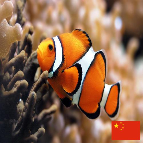 рыба из Китая