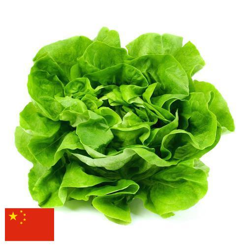 Салат латук из Китая