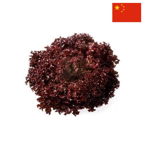 Семена салата из Китая