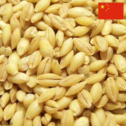 Ячмень из Китая