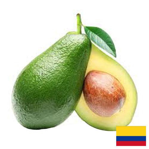 Авокадо из Колумбии