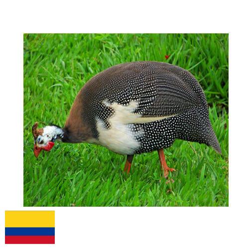 птица из Колумбии