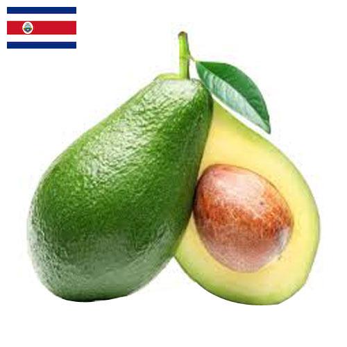 Авокадо из Коста-Рики
