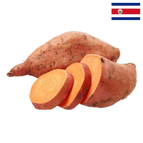 батат из Коста-Рики