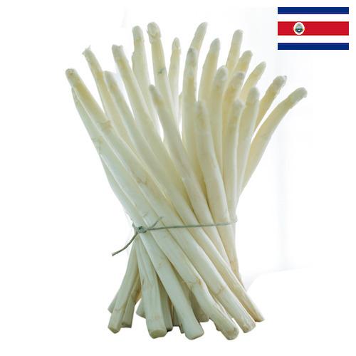 белая спаржа из Коста-Рики