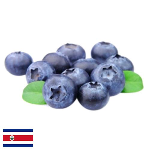 Черника из Коста-Рики