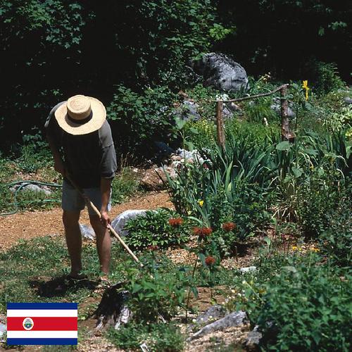 Цветы садовые из Коста-Рики