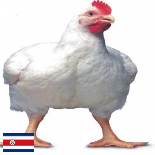 Цыплята-бройлеры из Коста-Рики