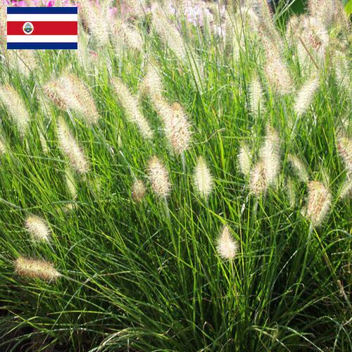 Декоративные травы из Коста-Рики