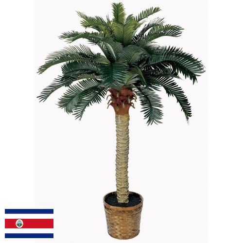 Деревья искусственные из Коста-Рики