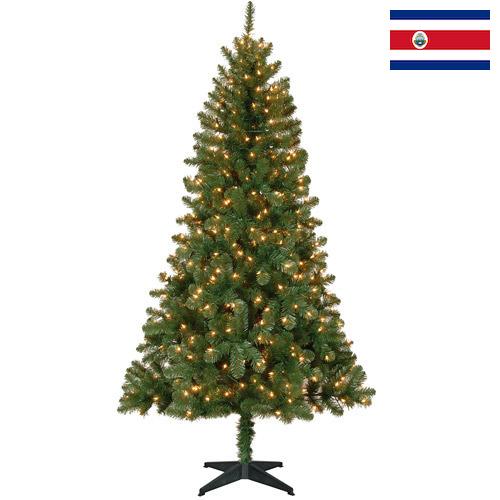 Елки новогодние из Коста-Рики