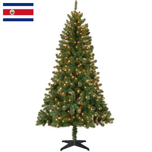 елки из Коста-Рики