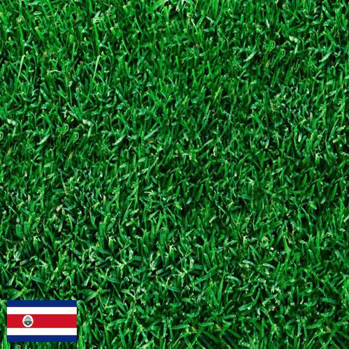 Газонная трава из Коста-Рики