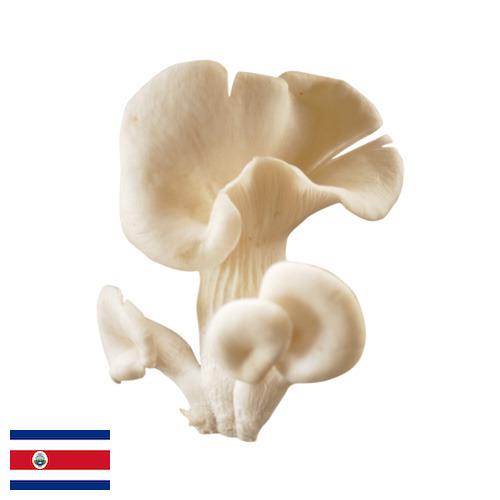 грибы вешенки из Коста-Рики