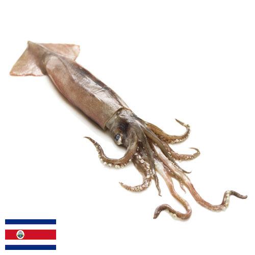 Кальмары из Коста-Рики