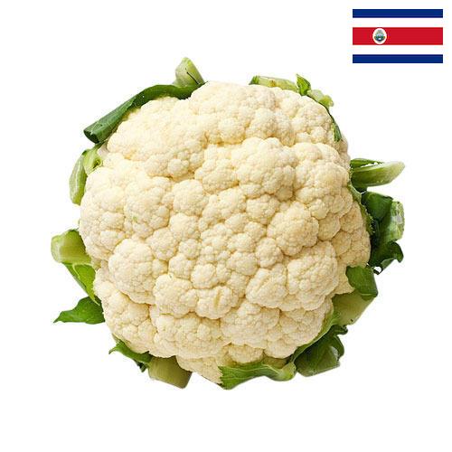 Капуста цветная из Коста-Рики