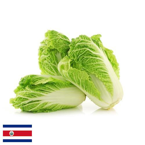 Капуста китайская из Коста-Рики