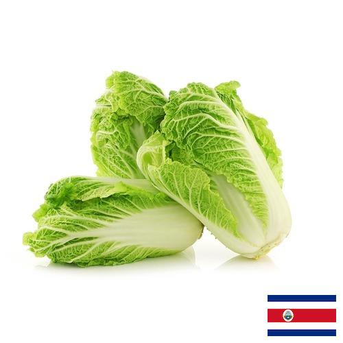 капуста пекинская из Коста-Рики