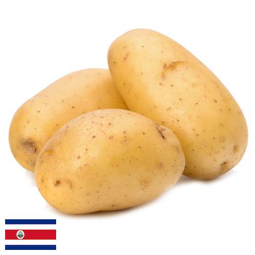 картошка из Коста-Рики