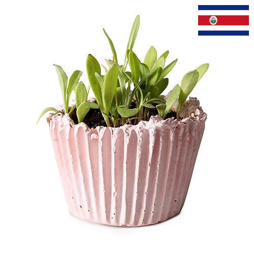 Кашпо из Коста-Рики