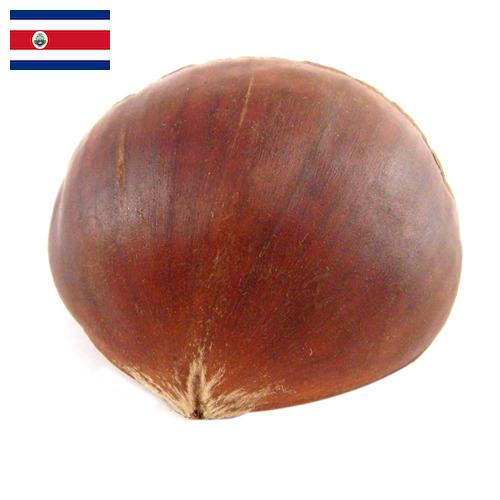 Каштан из Коста-Рики