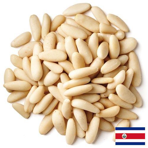 Кедровые орехи из Коста-Рики