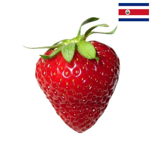 Клубника из Коста-Рики