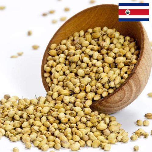 Кориандр из Коста-Рики