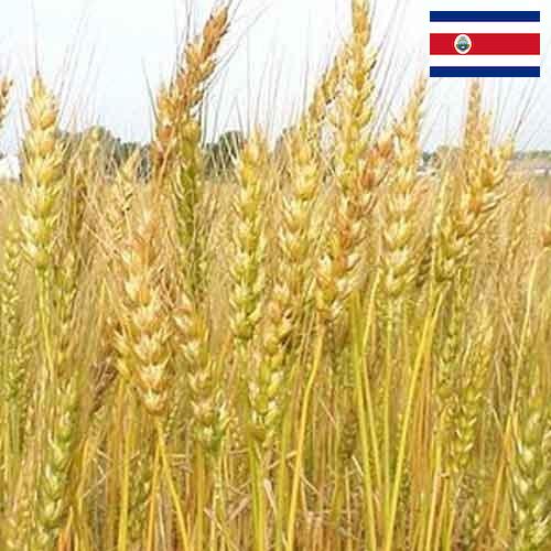 Кормовые культуры из Коста-Рики