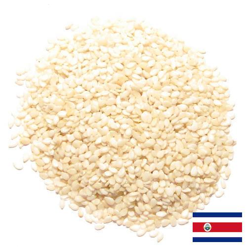 кунжут семена из Коста-Рики