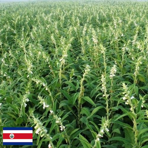 Кунжут из Коста-Рики