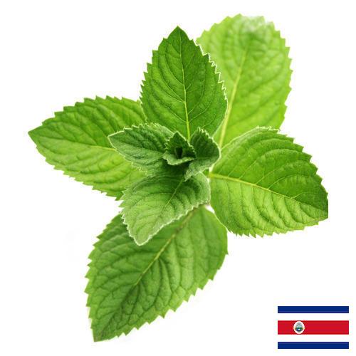 Ментол из Коста-Рики