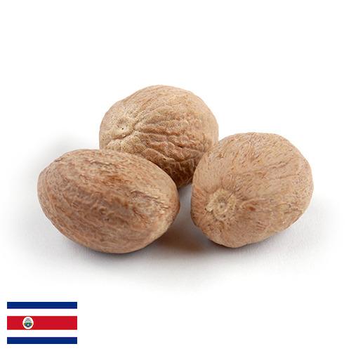 Мускатный орех из Коста-Рики