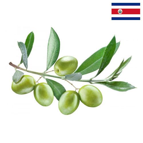 Оливки из Коста-Рики