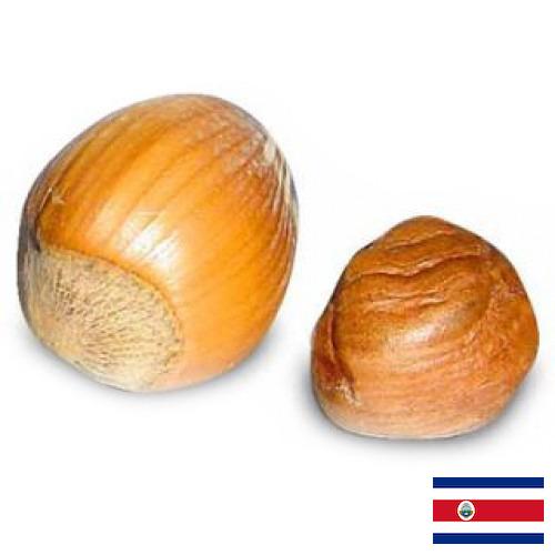 орех фундук из Коста-Рики