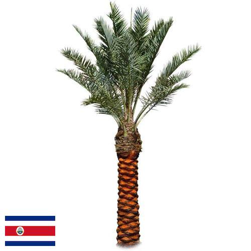 Пальмы из Коста-Рики